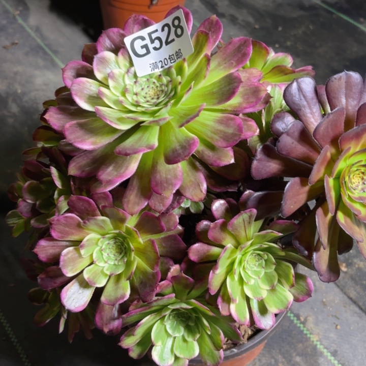 瑞妈多肉1.28.528