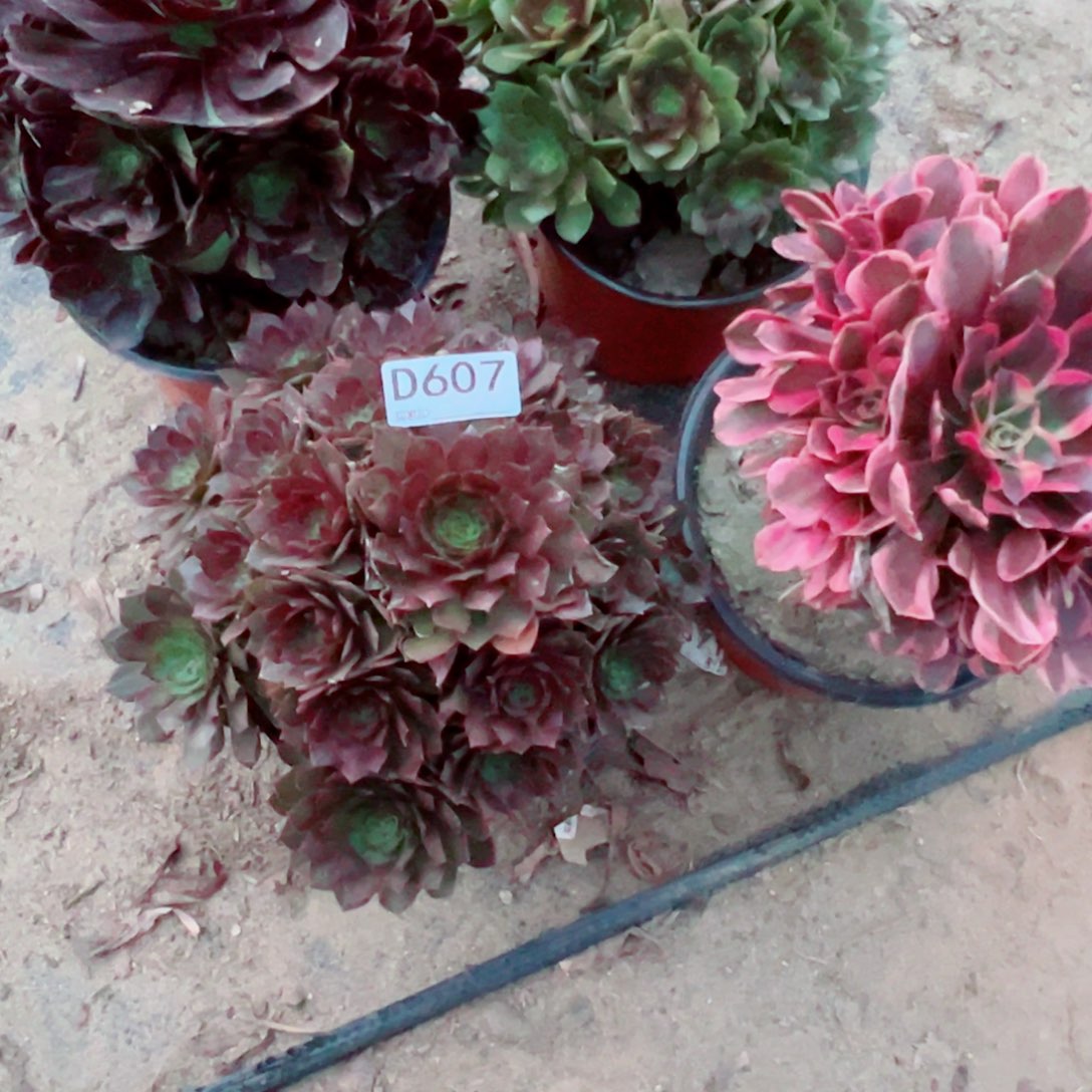 俏***花607四颗组合多肉植物