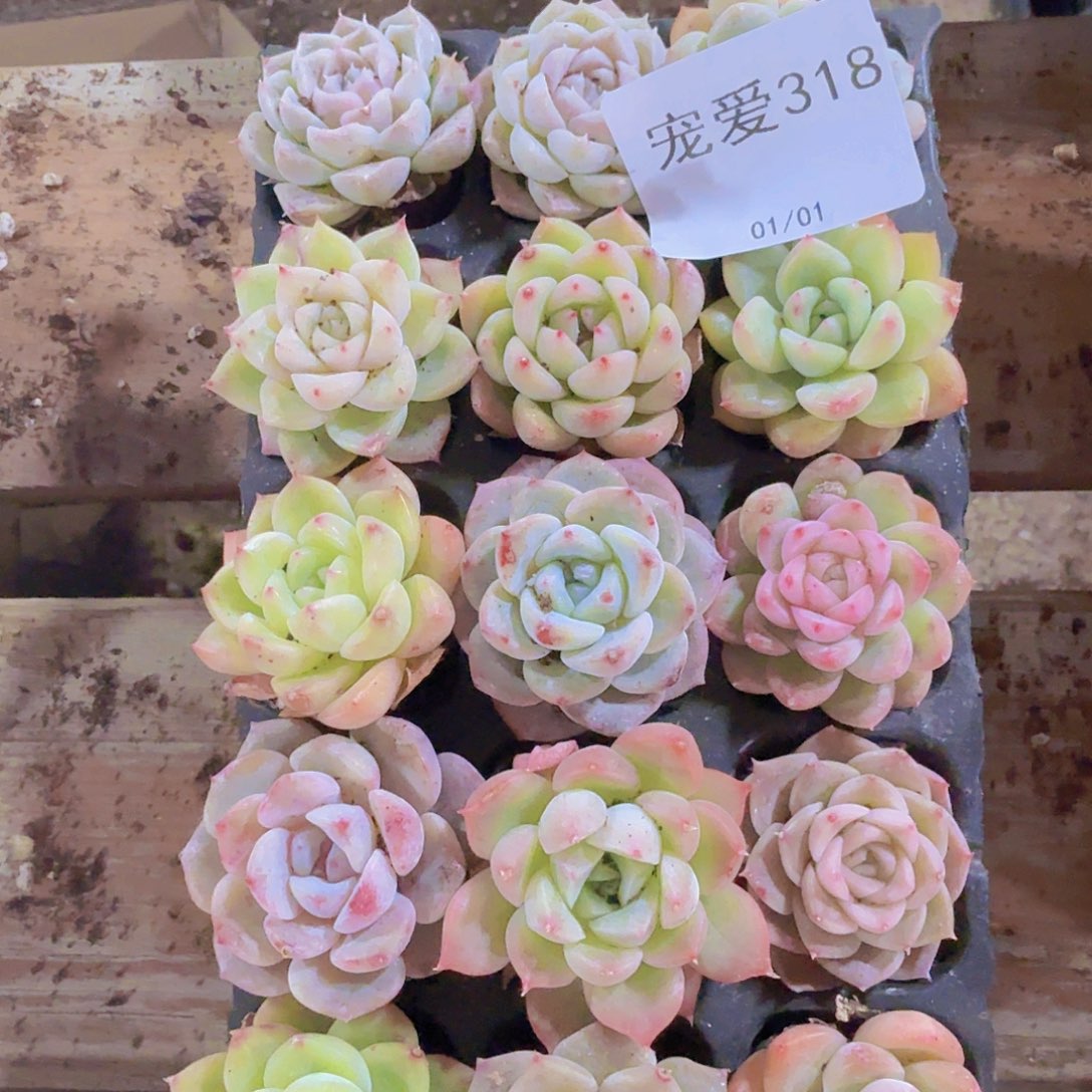 直播福利一物一拍318