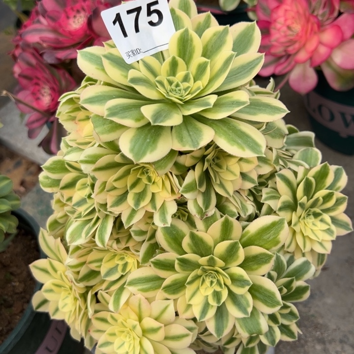 175迈巴赫22厘米左右