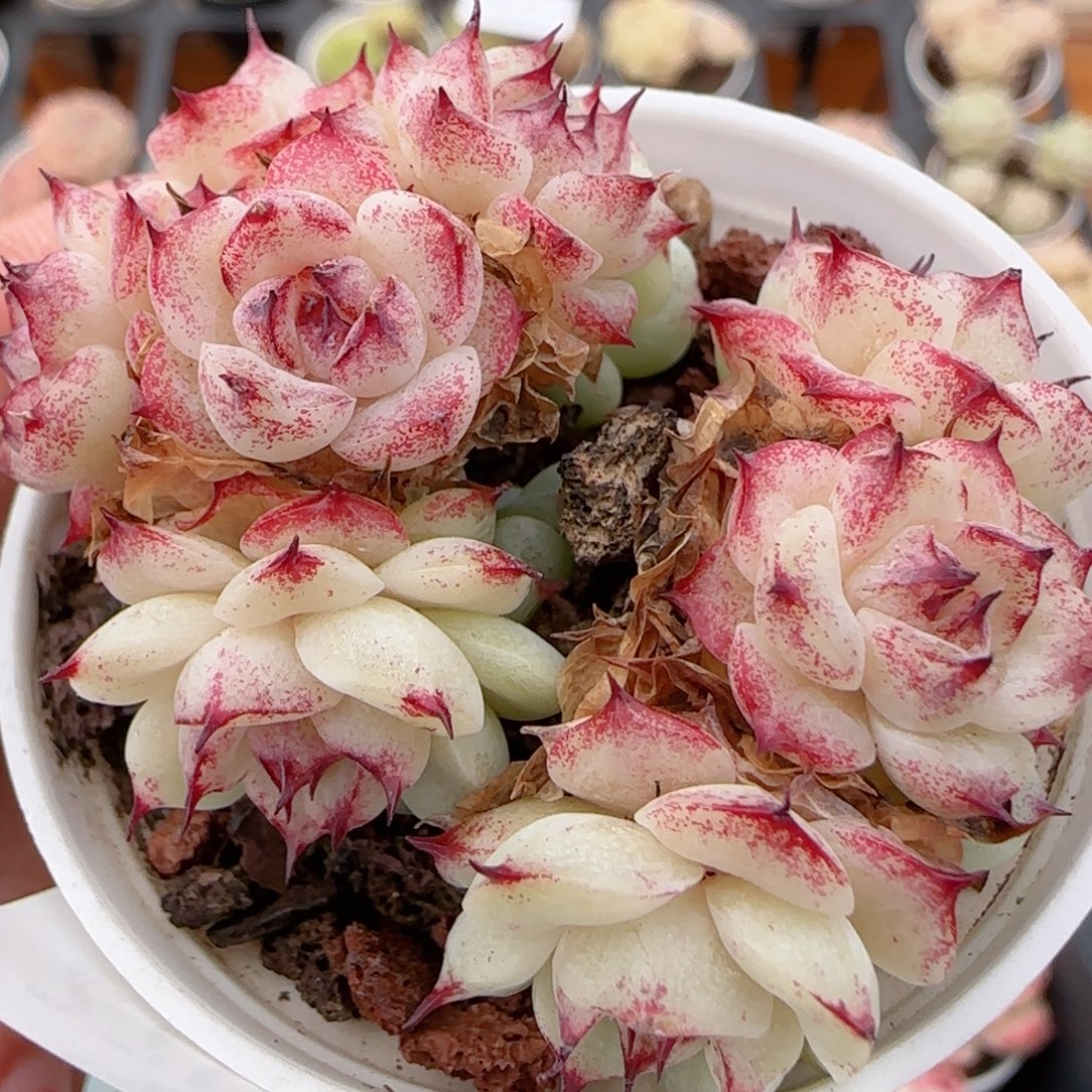 花语多肉1223-270紫魔仙散