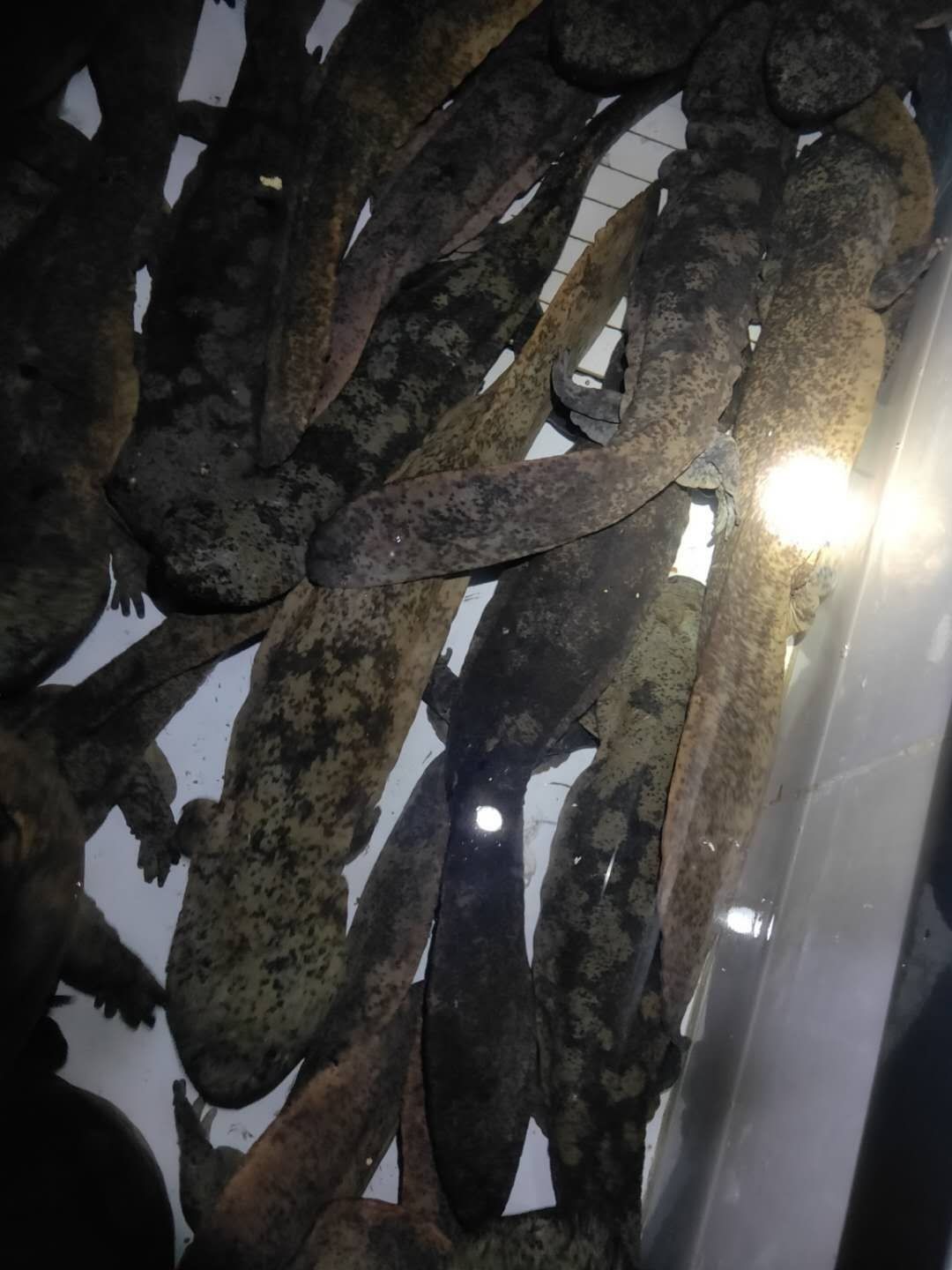 直播间现称现拍人工养殖娃娃鱼