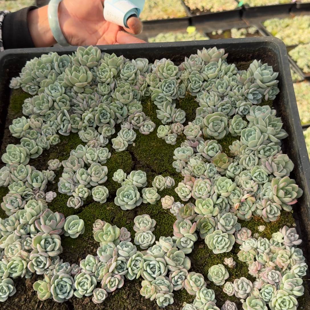 多肉杂交珍妮切糕24-59