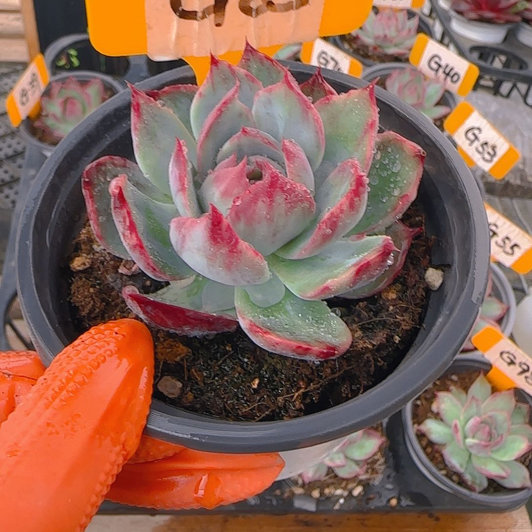 东**东G85 惊鸿仙子多肉