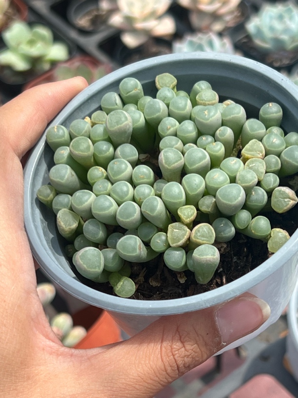 五十铃玉多肉植物