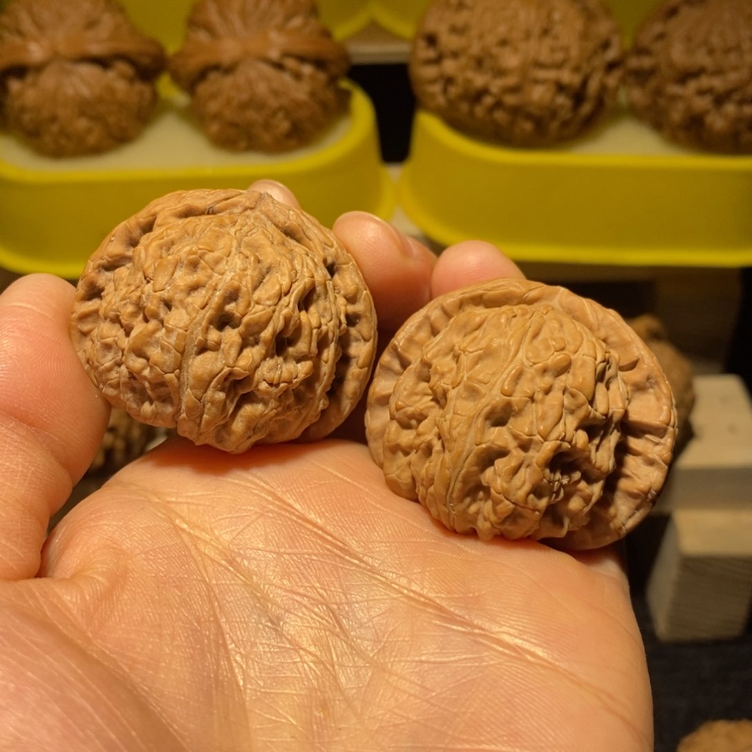 白狮子闷白40尺精卡精配