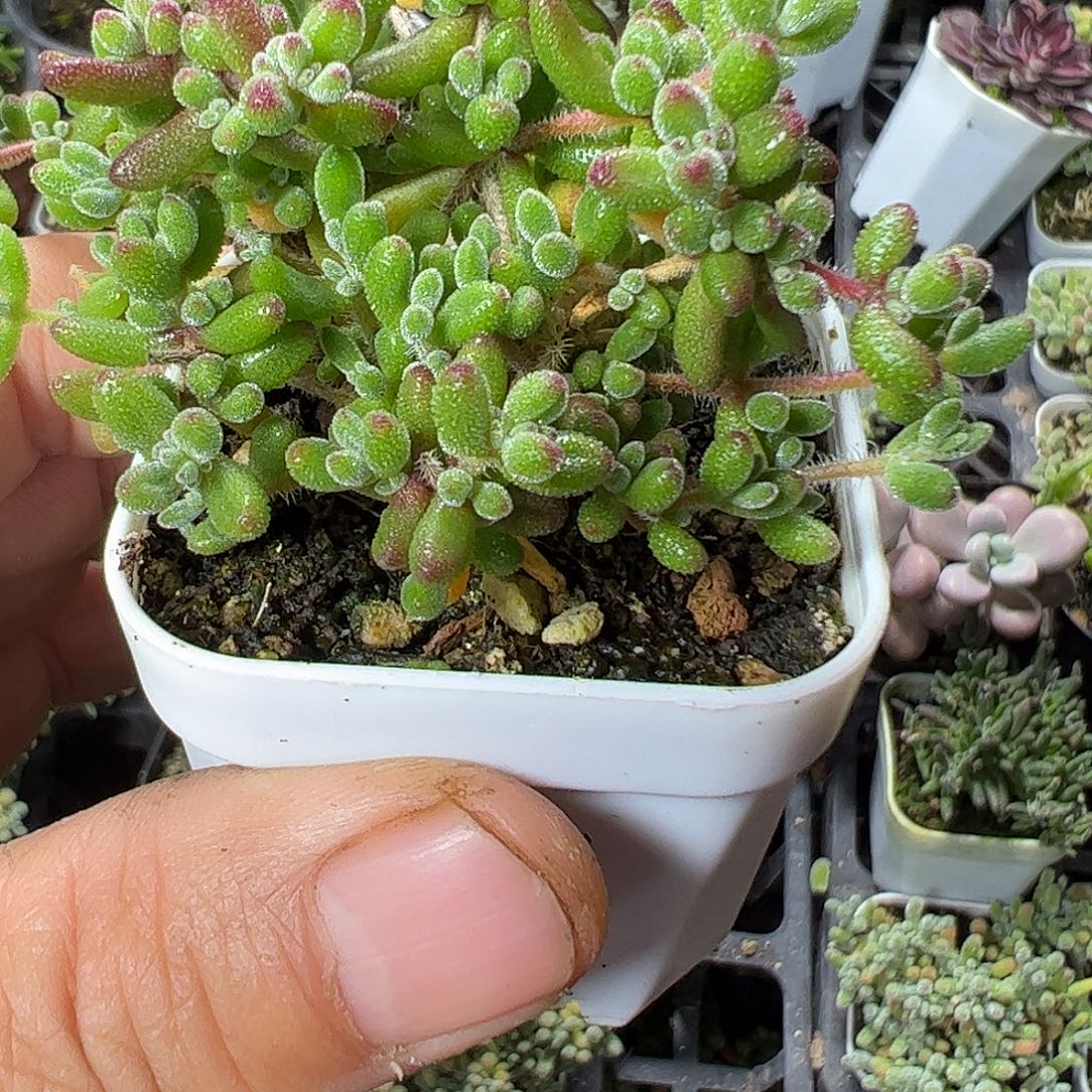 红宝石只盖特大福利