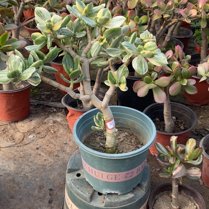 尘****三色花月锦一物一拍13号