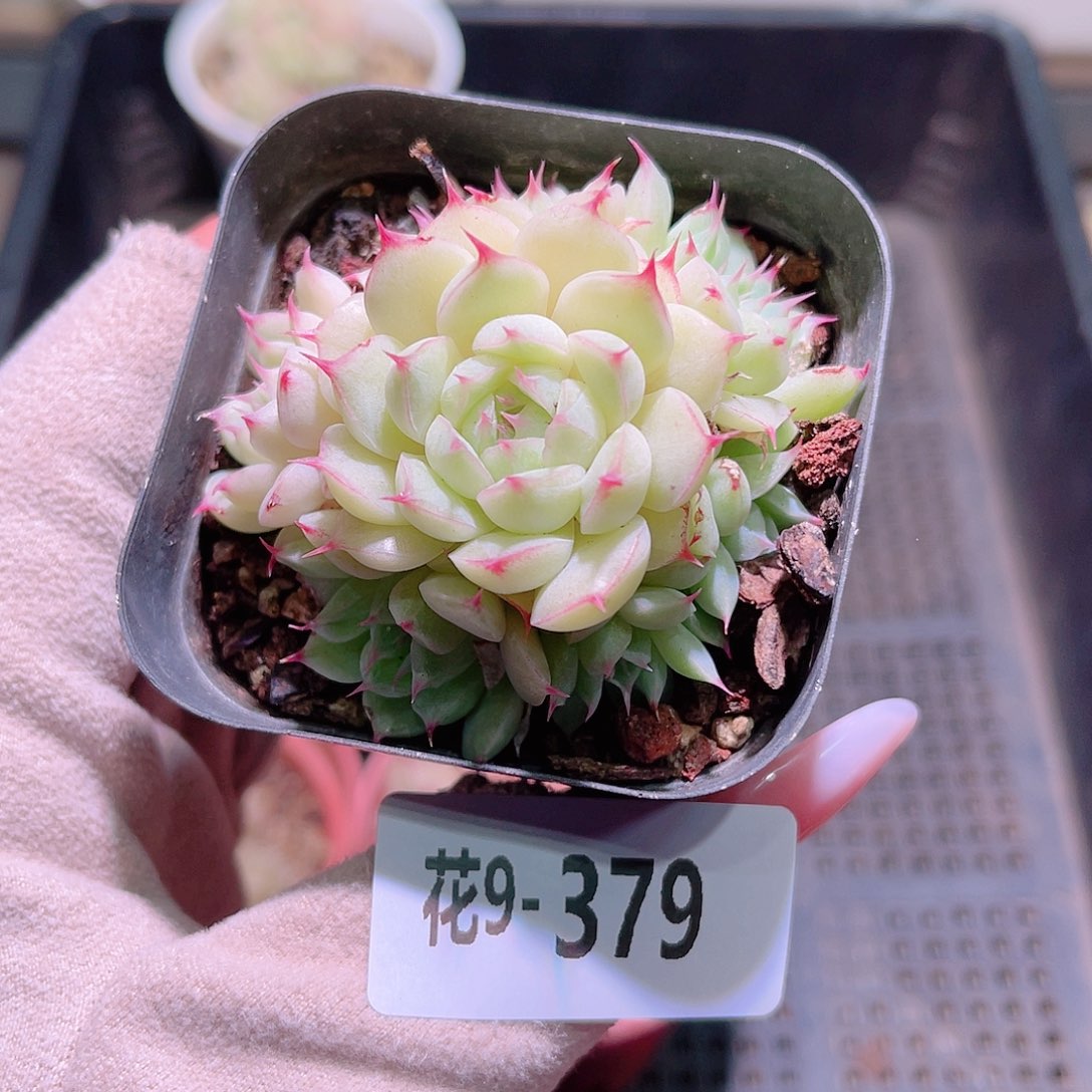 花利美9-379海王