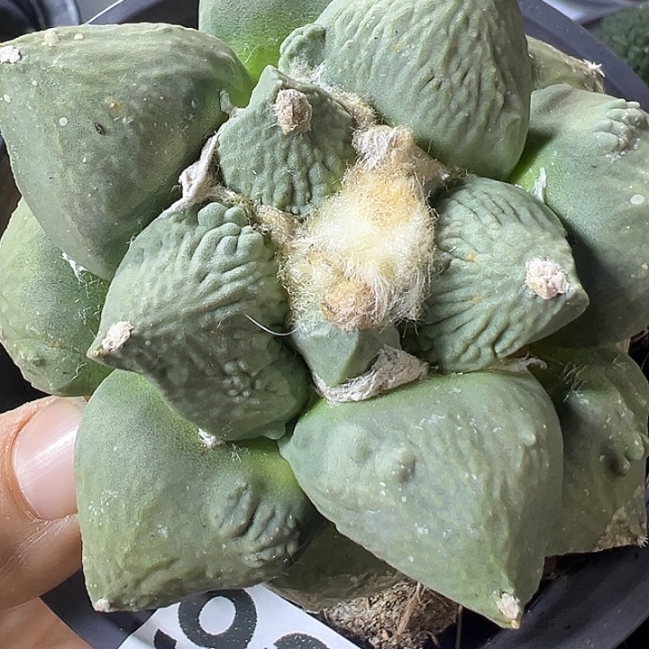达摩青瓷怒937仙人球