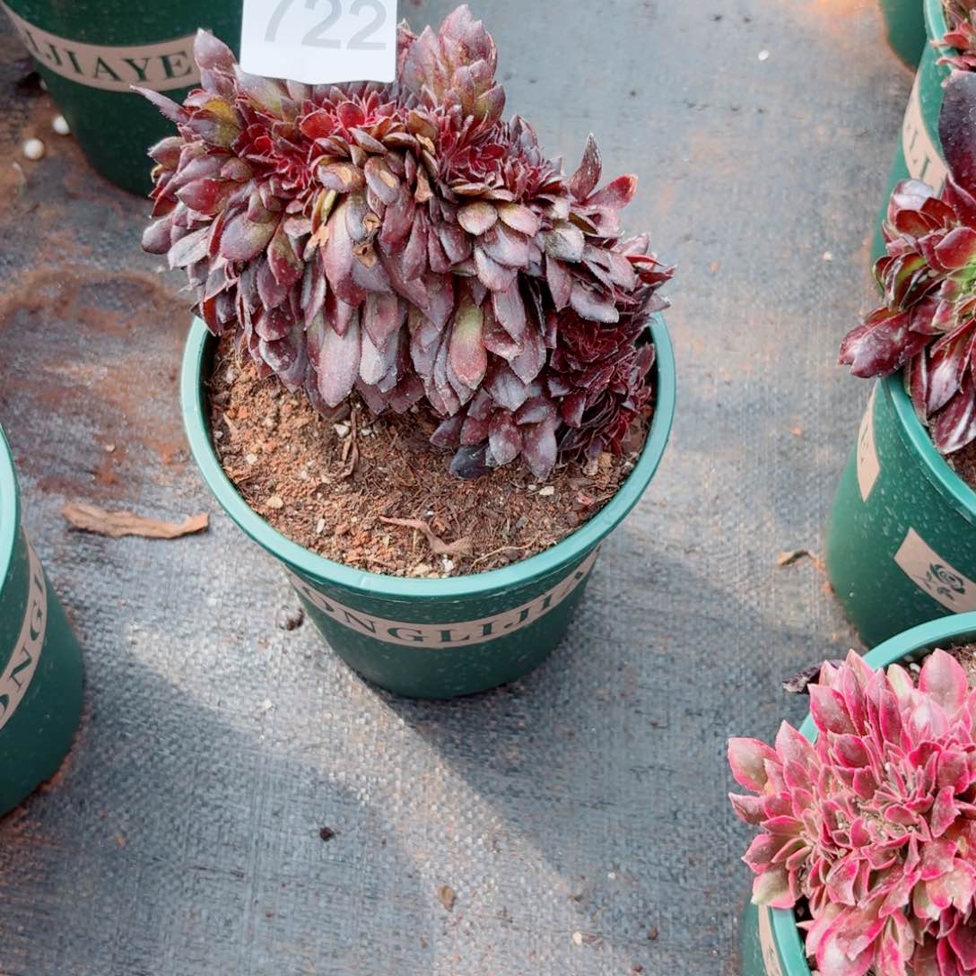 你722 号多肉法师植物特价