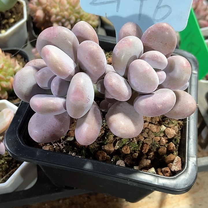 多肉植物大叶奶2146