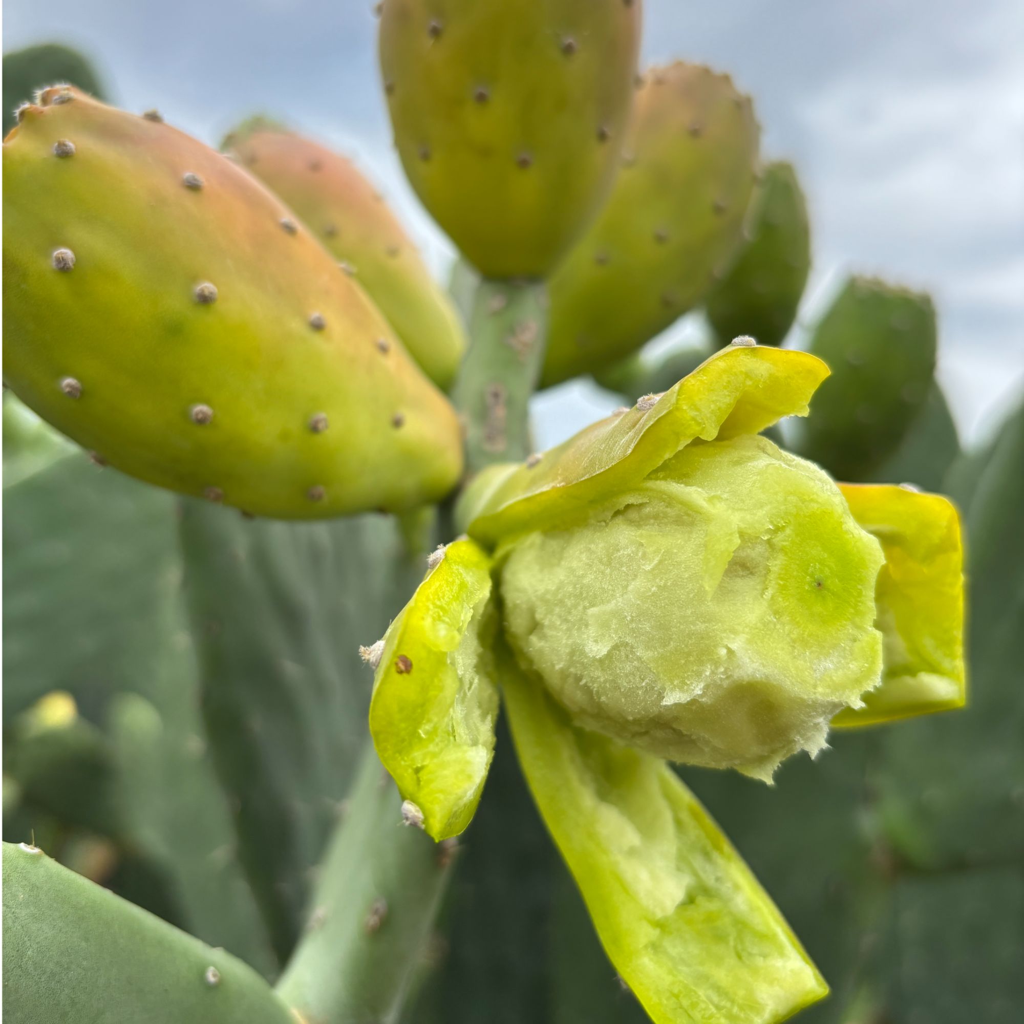 梨果仙人掌盆栽 开黄花能结果的绿植