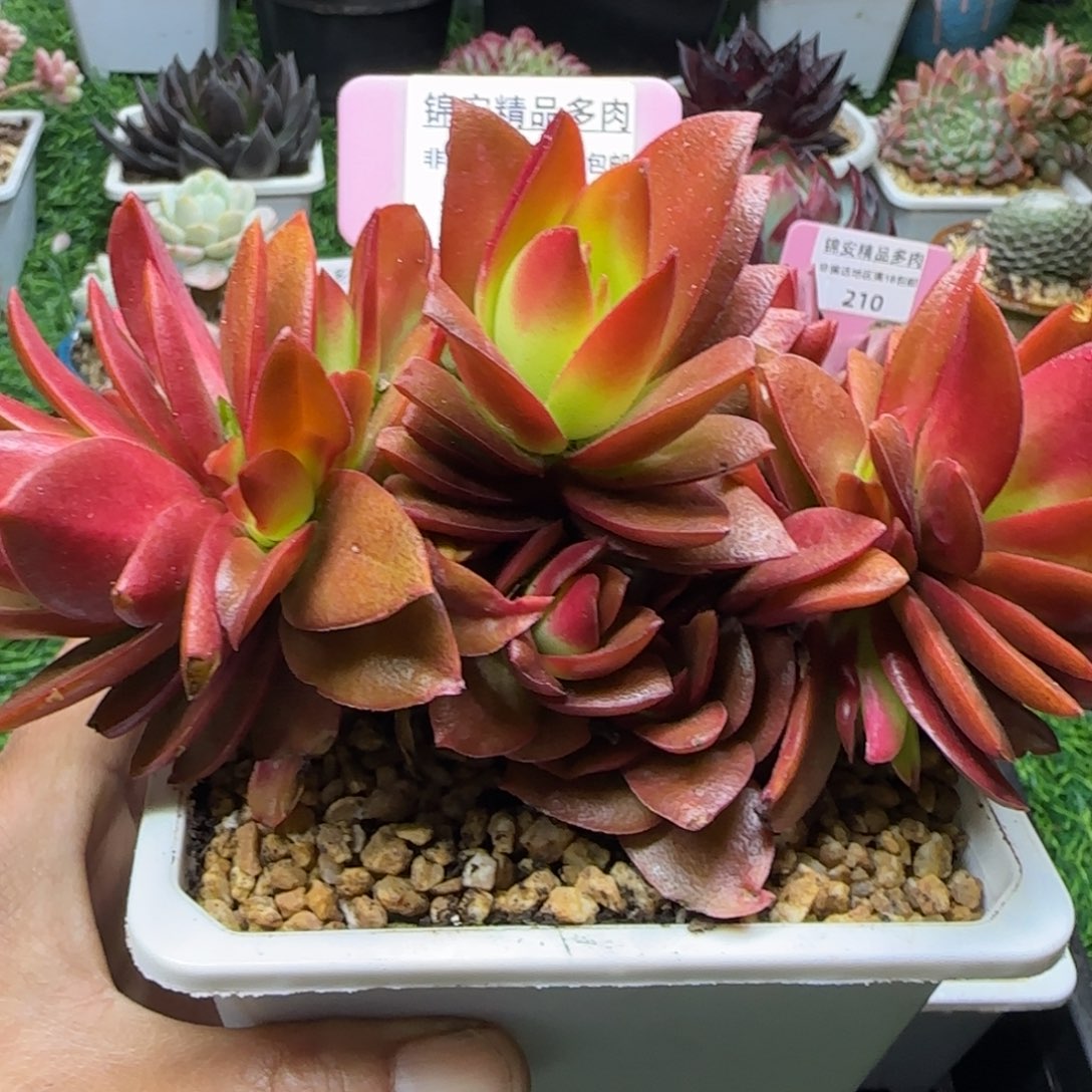 锦安精品多肉编号215