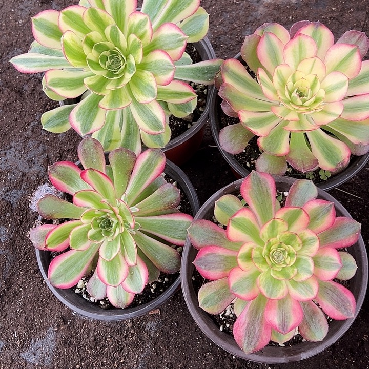 兰莲花➕桃花坞➕立栀➕水果糖