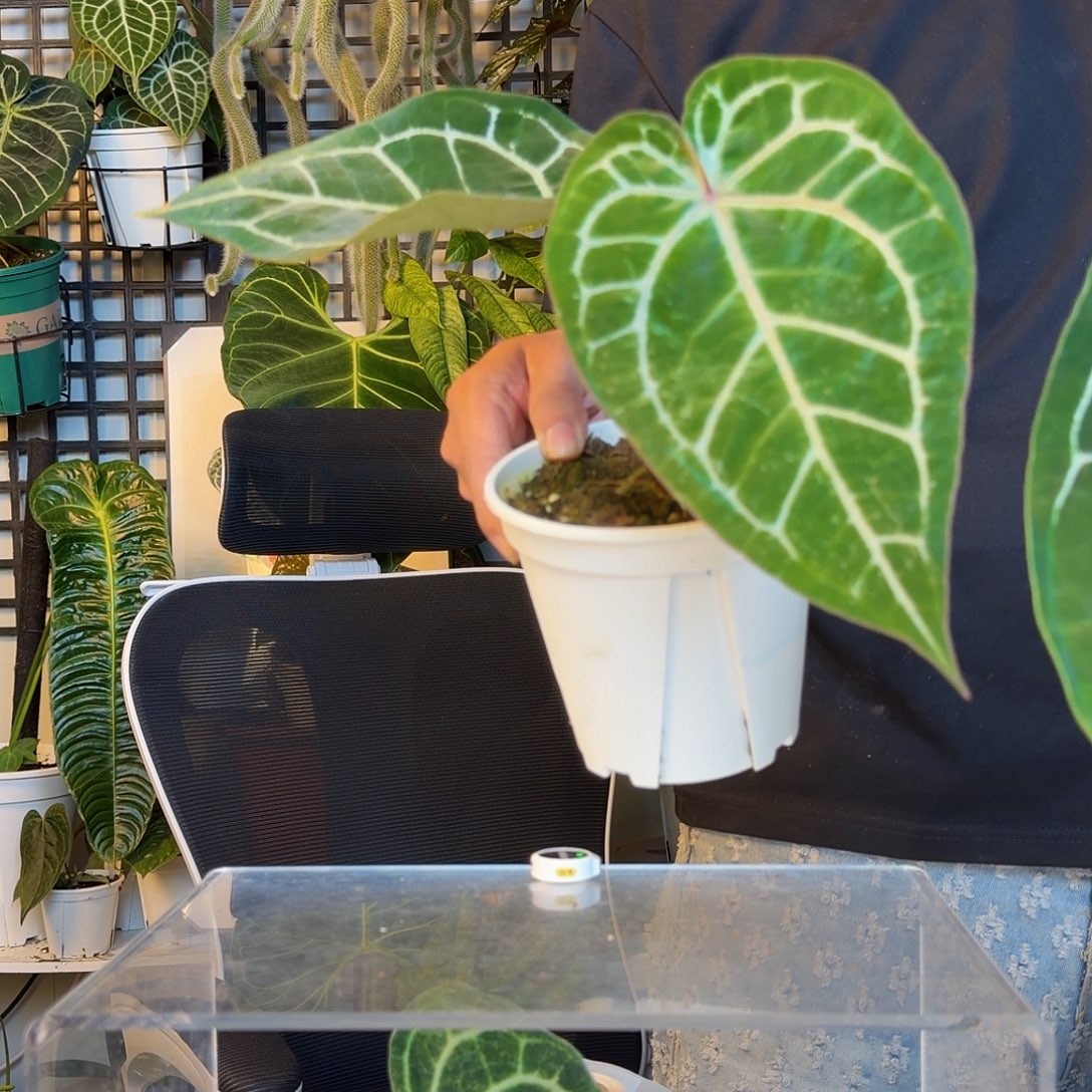 十***一完全开放红水晶杂撕裂纹C137