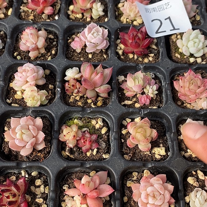 21 多肉植物盆栽花卉