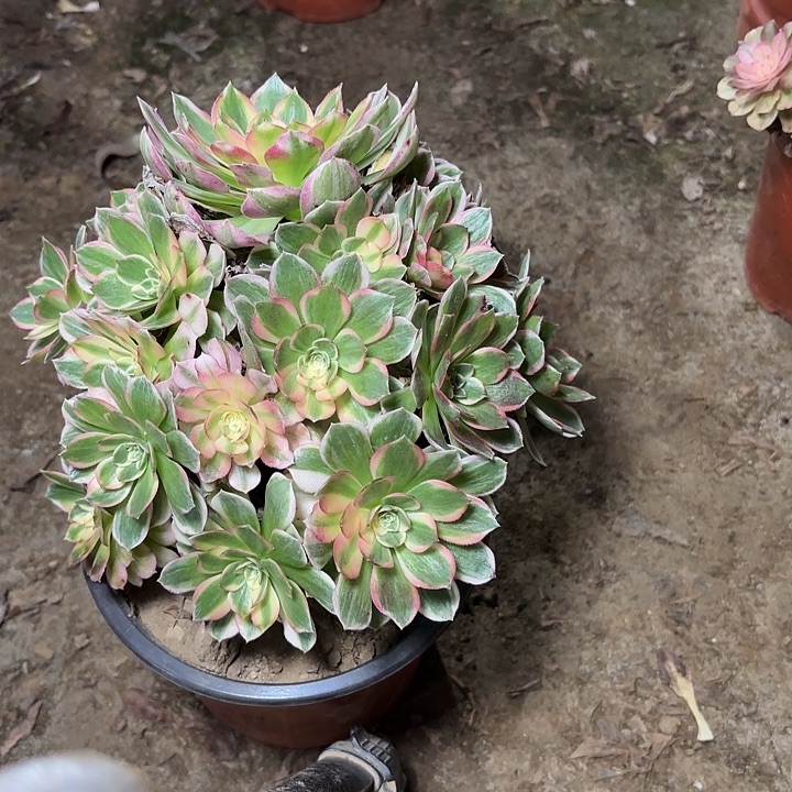 王***史多肉植物法师海王54