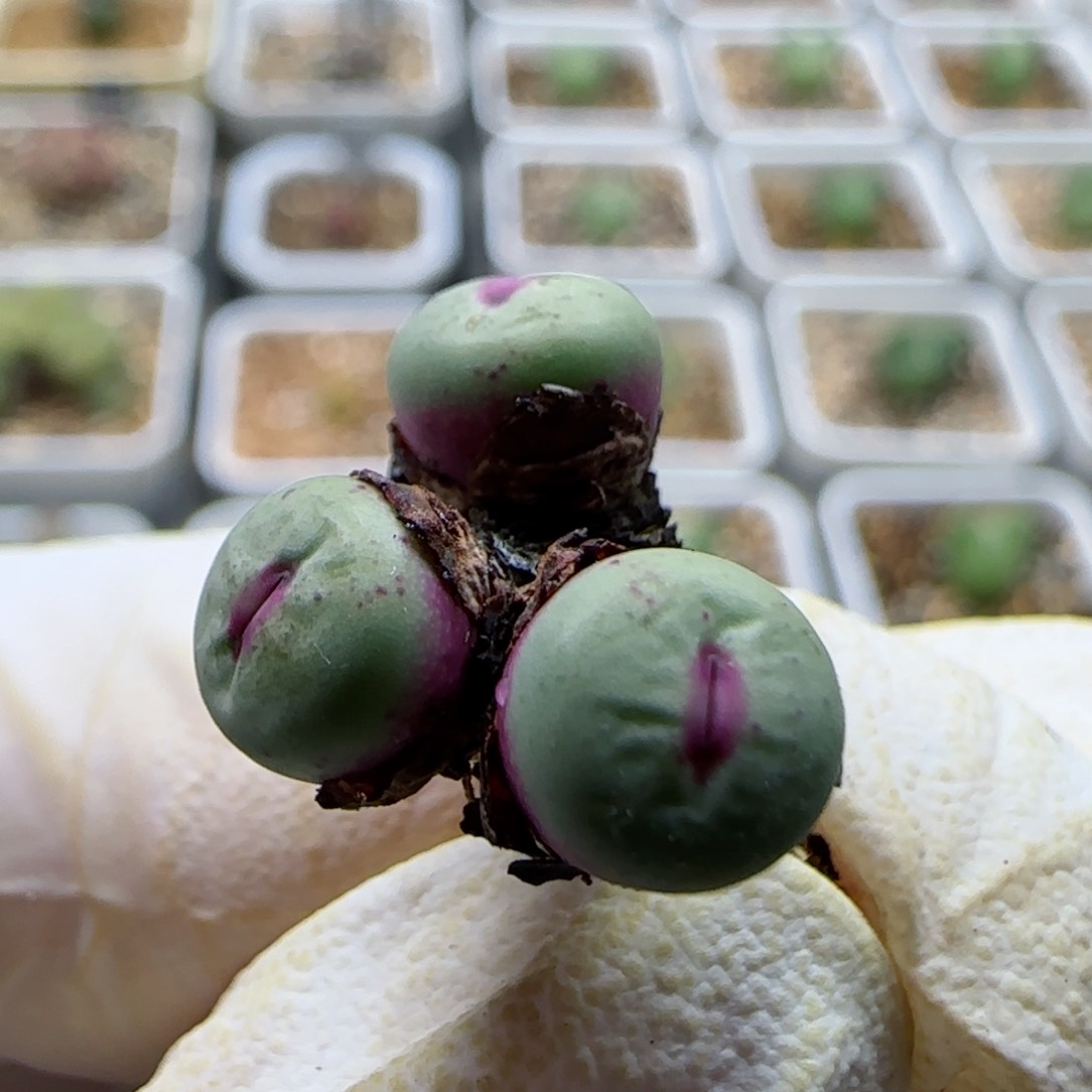 人**情1-12-当天满68包邮小型嘴0.7cm脱土