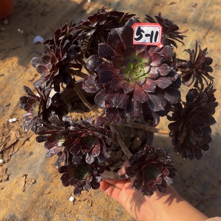 墨筒多肉植物5-11