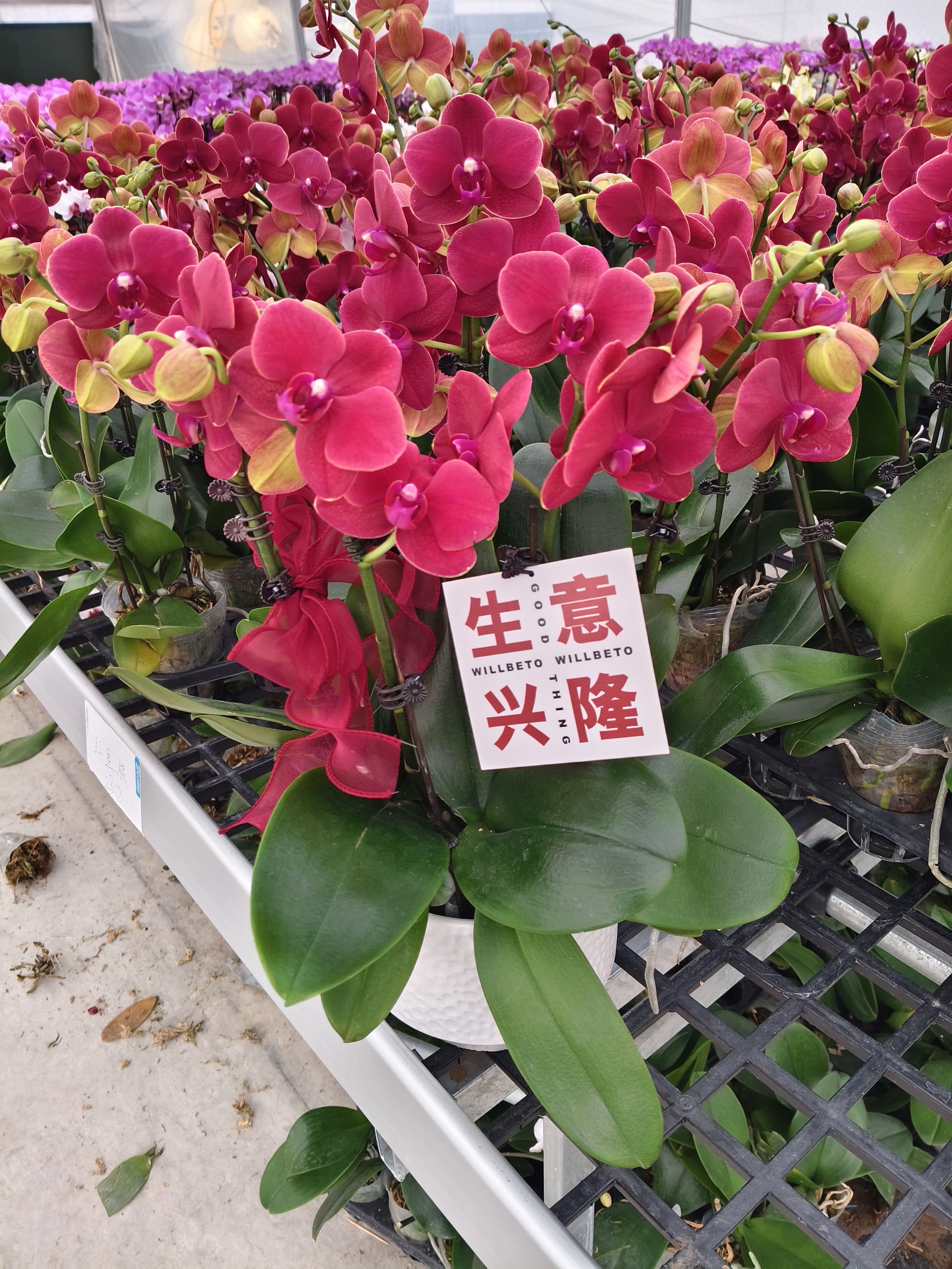 蝴蝶兰【红金桔】花苗盆栽带花剑花苞客厅室内四季好养观赏花卉