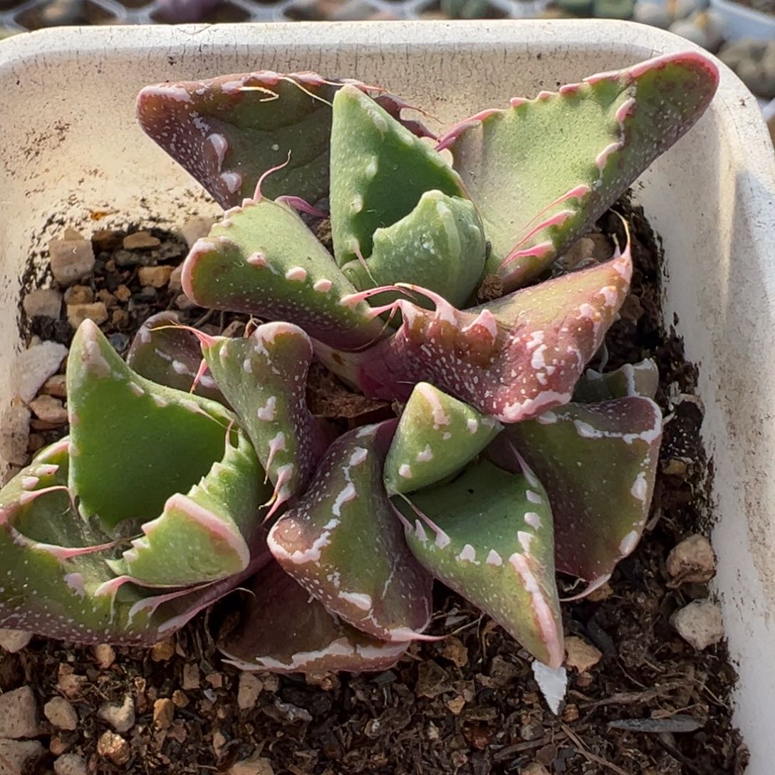 874多肉植物种类多样