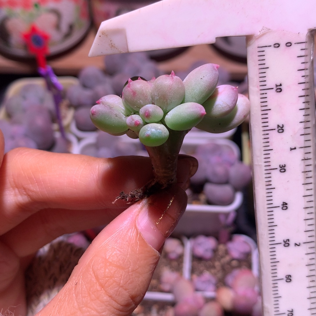 红宝石苹果奶有砍 不凑满28元发一片叶 不售后 到付