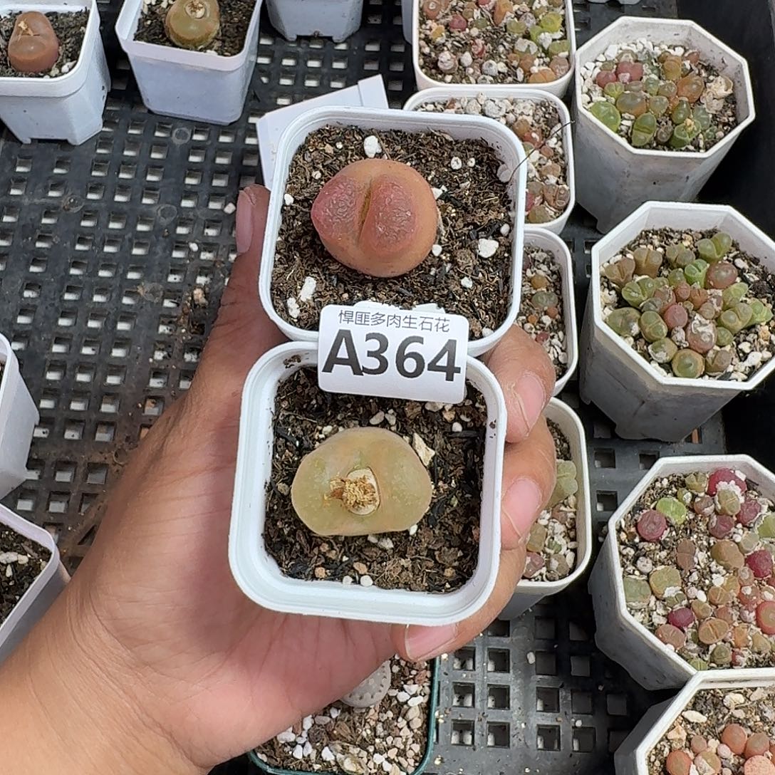 364多肉植物多肉植物