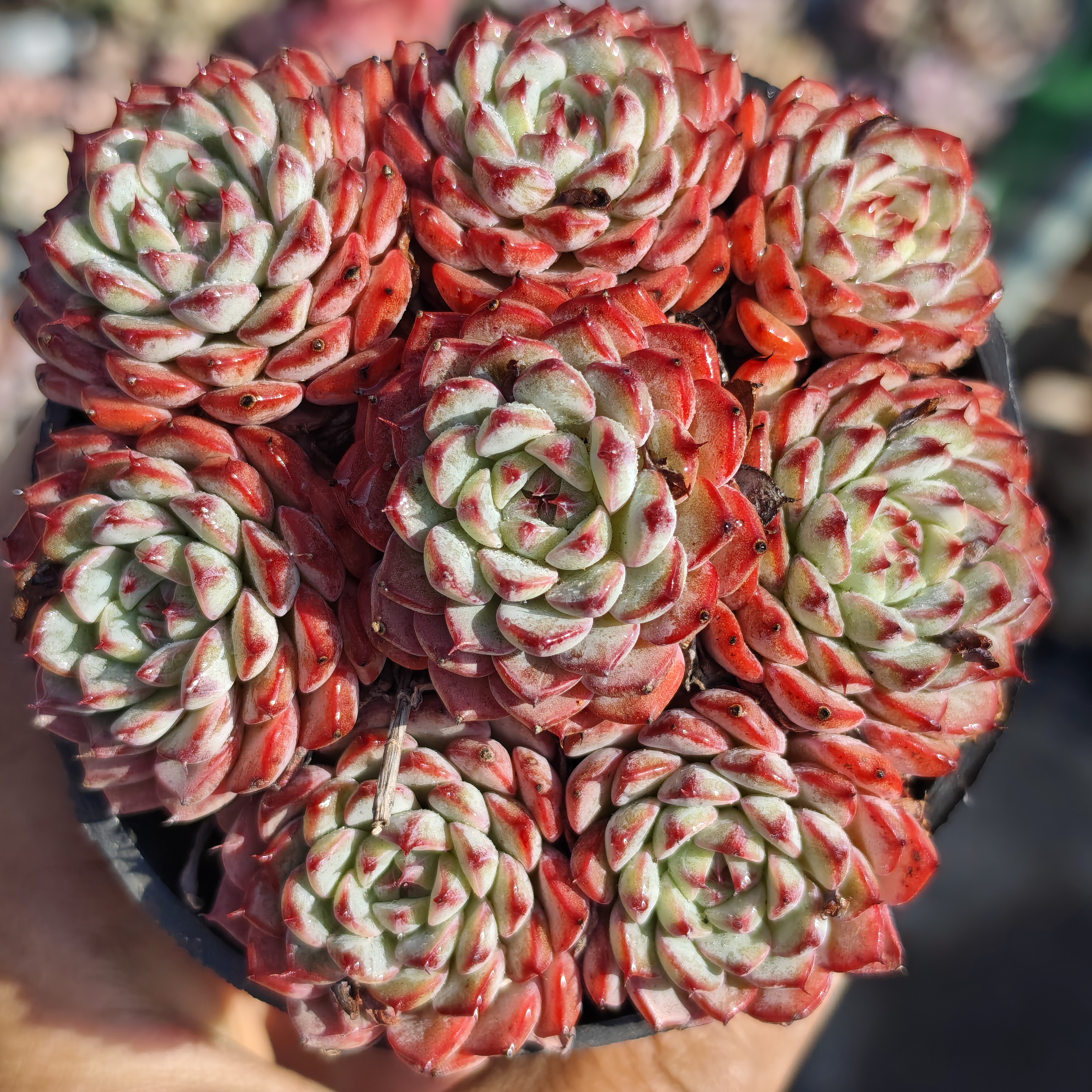 原始姬莲手捧 整群9厘米盆带盆发货