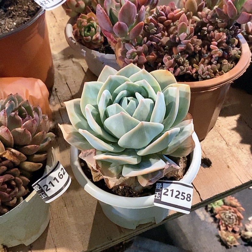 【闪购商品】?**?奶茶21258