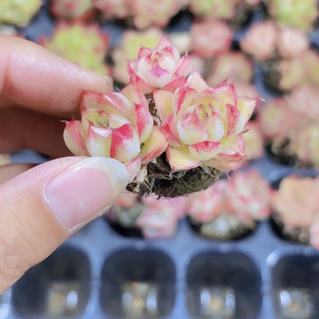 小穴苗如梦令3米2颗