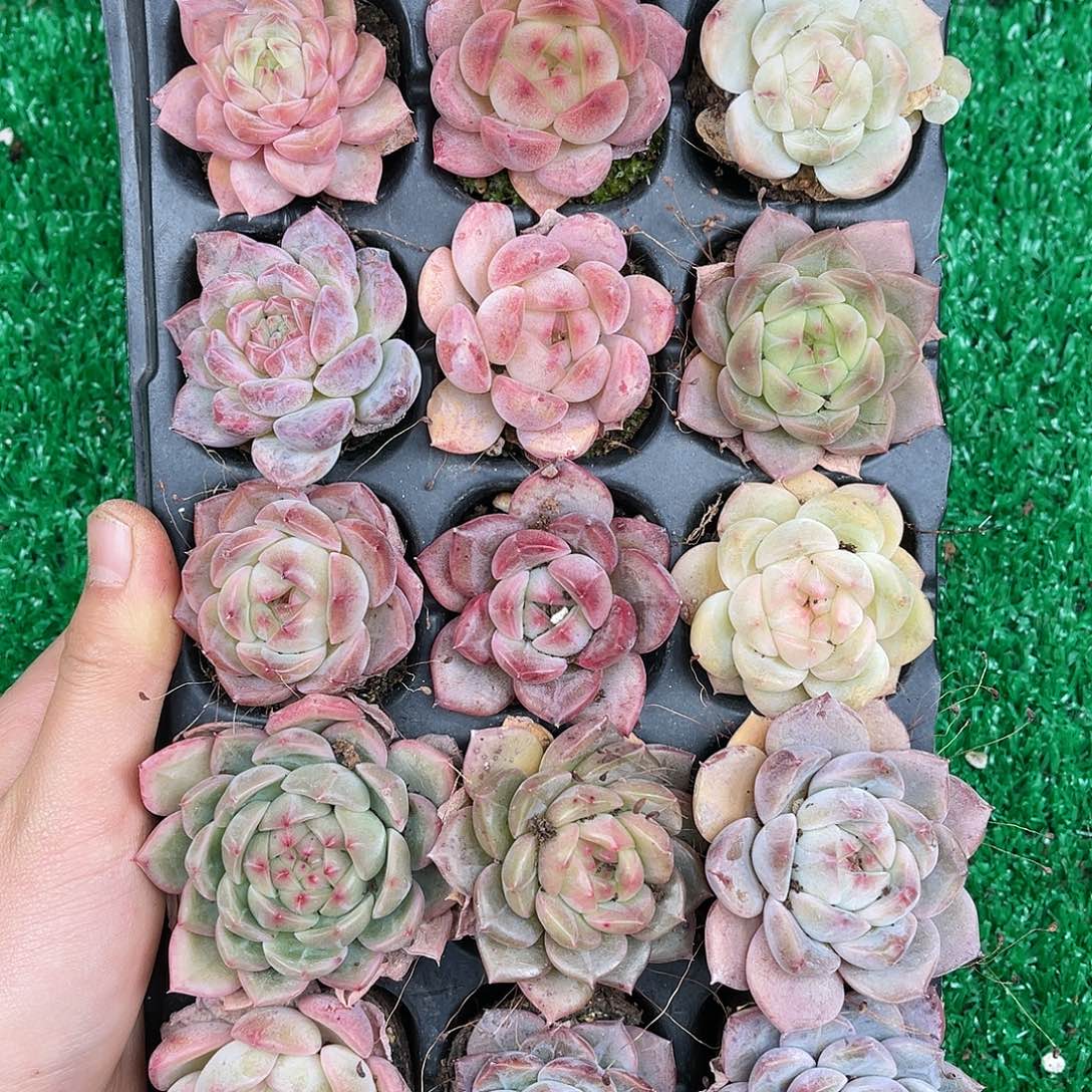 精品多肉一物一拍20-211