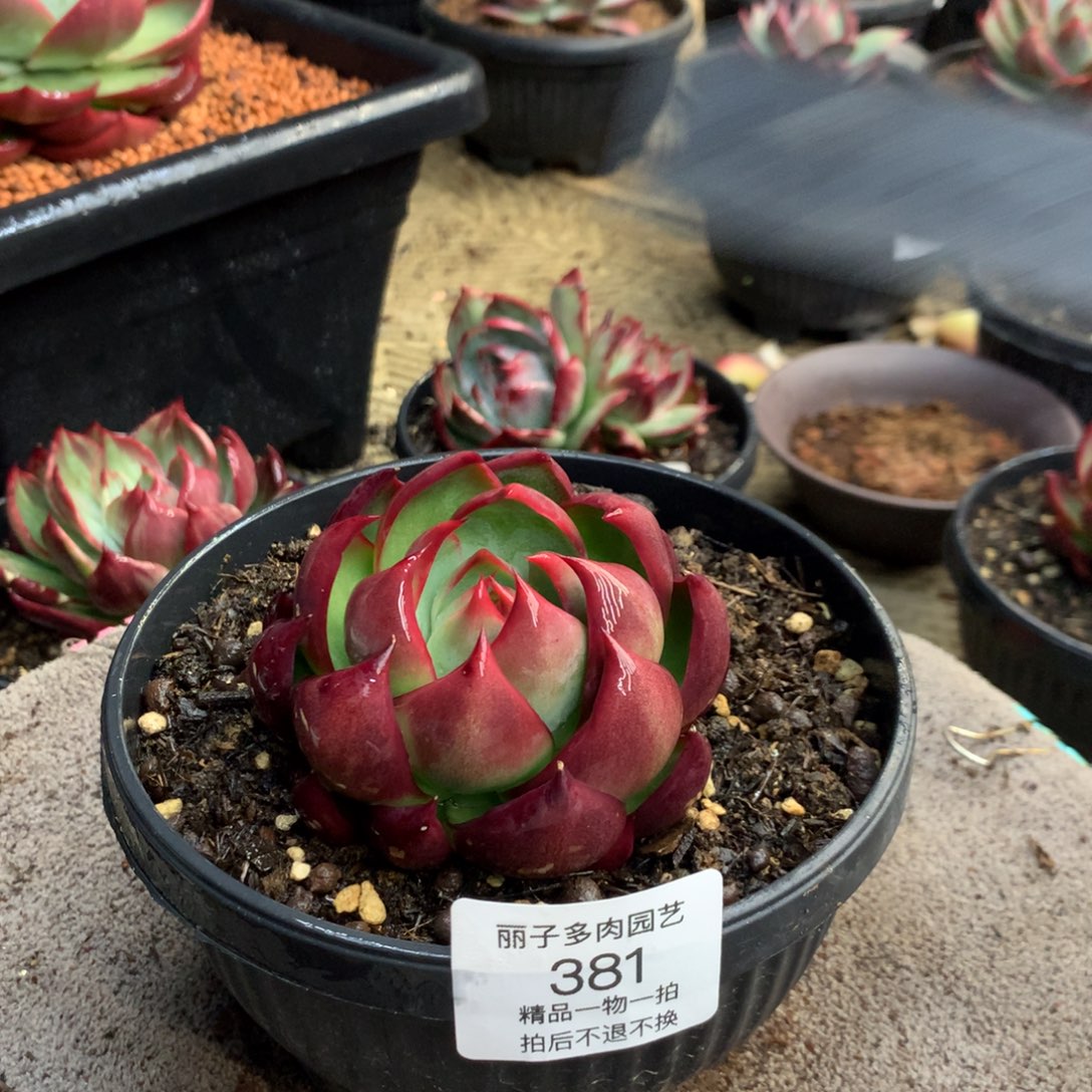 381内沟车厘子红。尺寸8。多肉植物