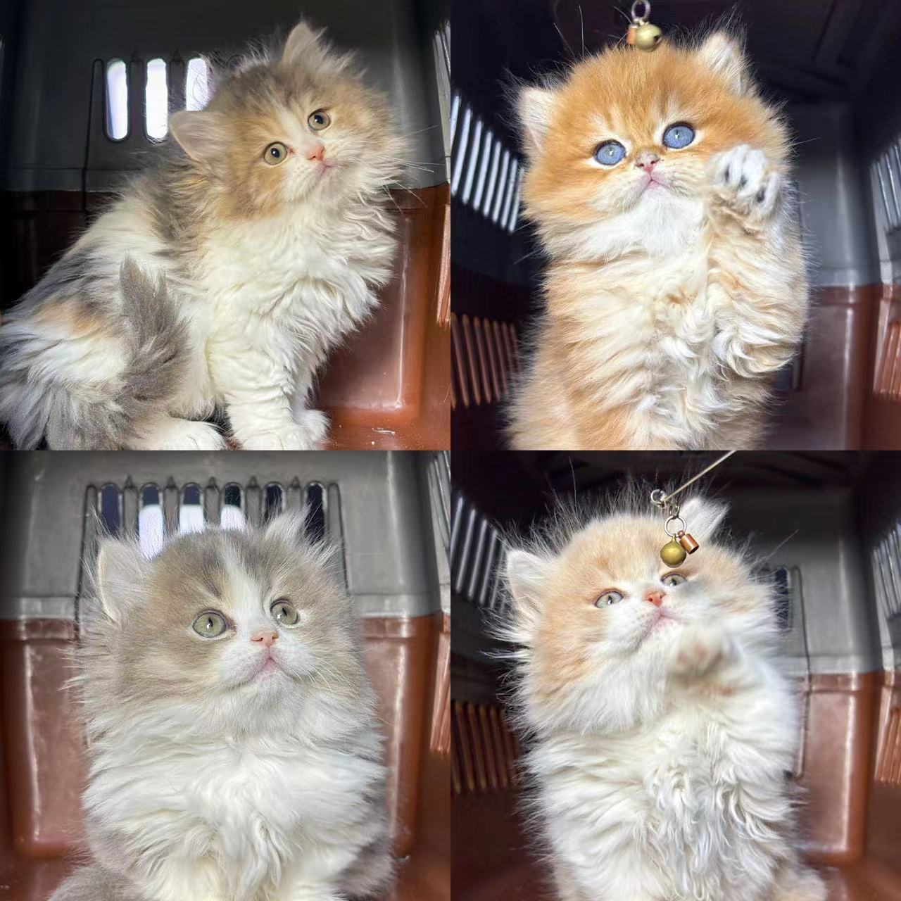 大熊猫舍-猫咪活体链接1号