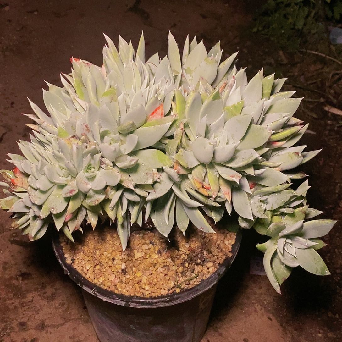 【闪购商品】哈哈哈哈苹果雪山多肉1196