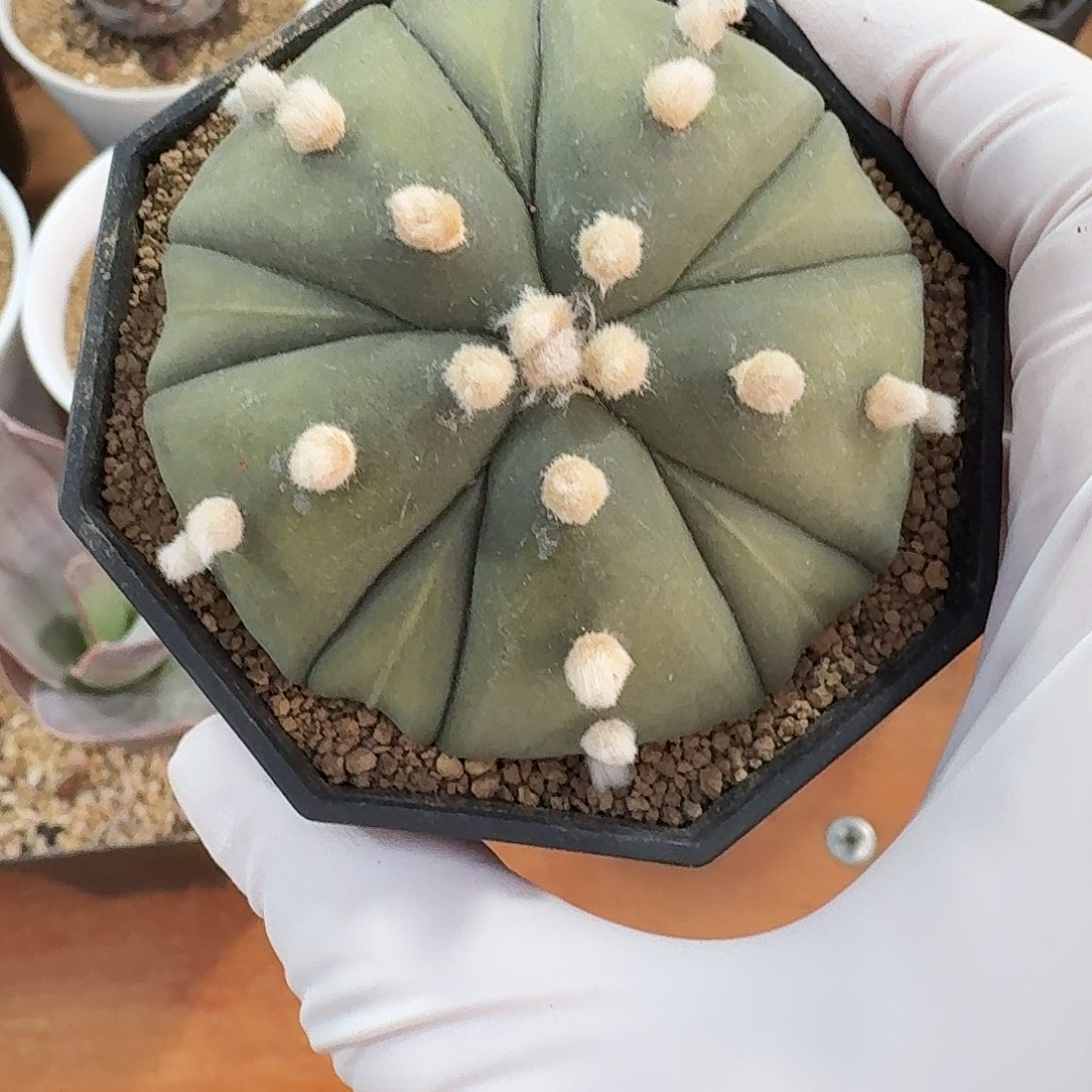 复棱兜仙人球123456