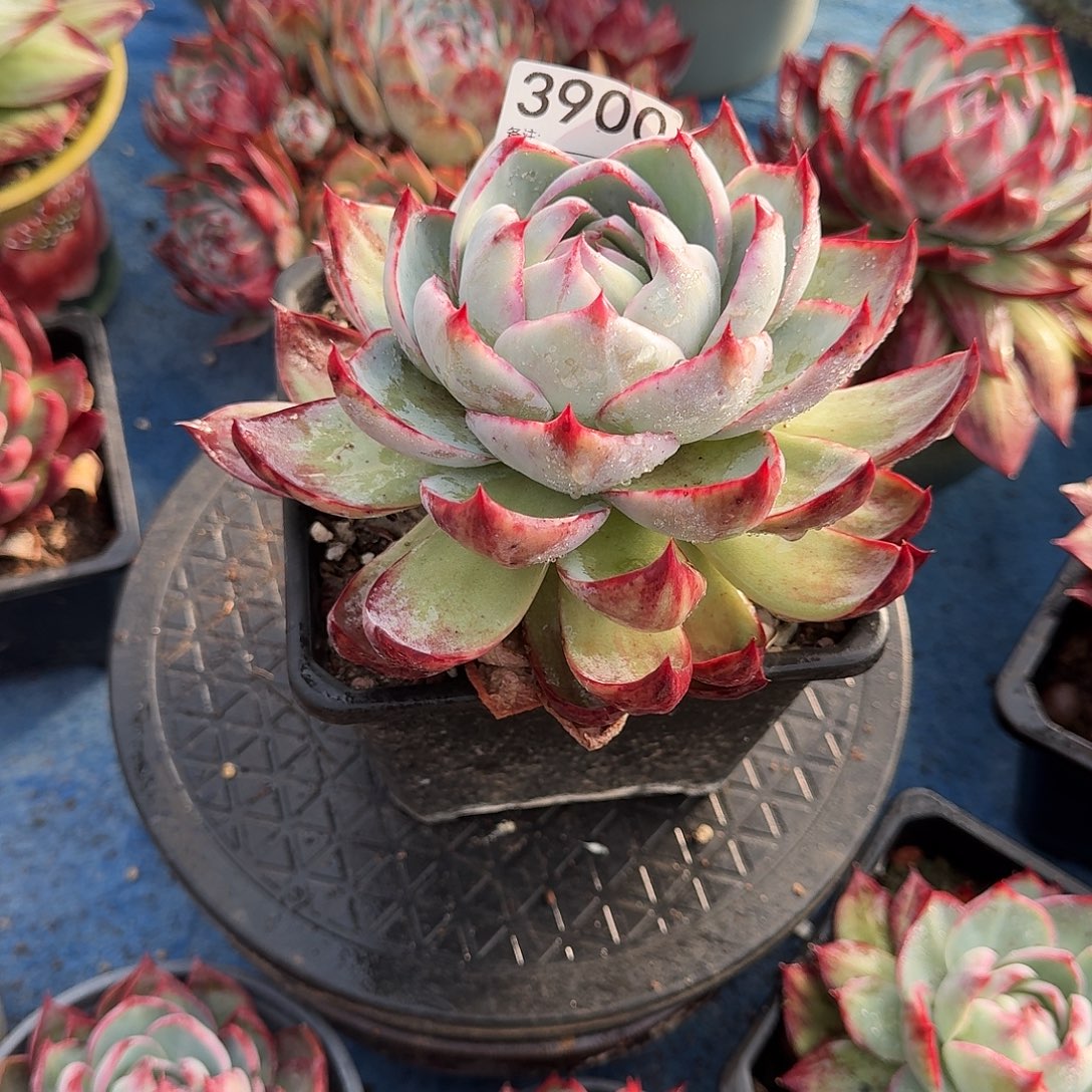 惊鸿惊鸿惊鸿 3900........