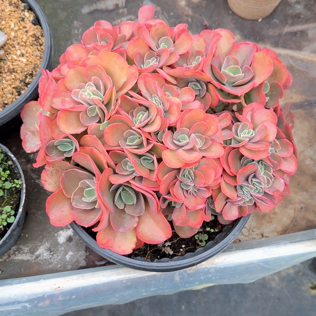 多肉植物多肉植物