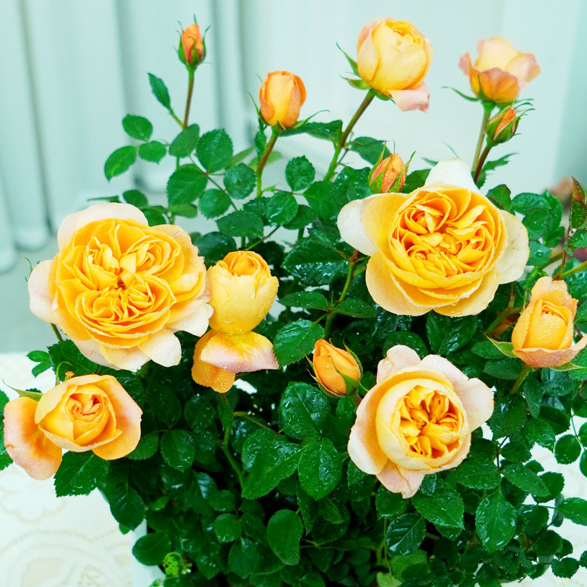 果汁阳台月季盆栽花苗特大花四季开花卉玫瑰带花苞阳台植物红果汁