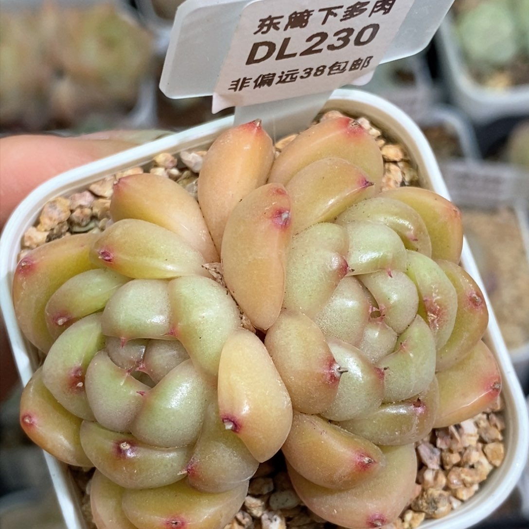 230东篱下多肉植物盆栽