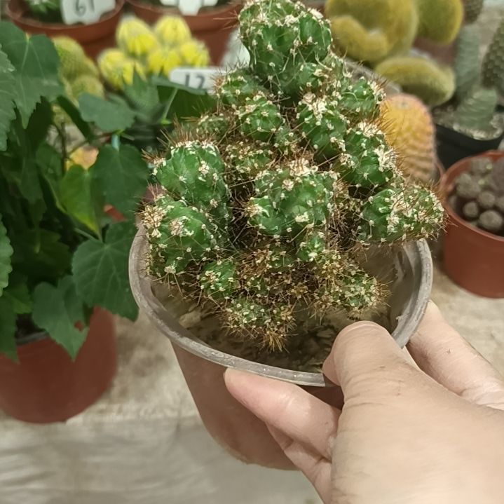 无花朵虎头山影        15元