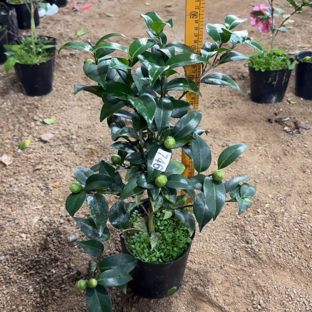 少量花朵（建议范围：2朵-5朵 或40%以下）746志愿者