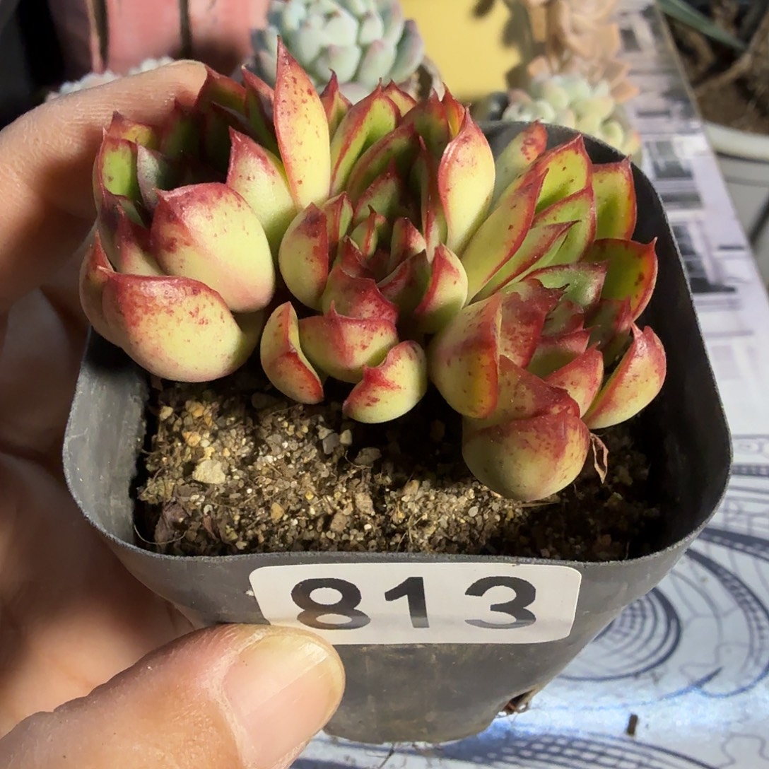 813三头无砍红花女王满20包邮