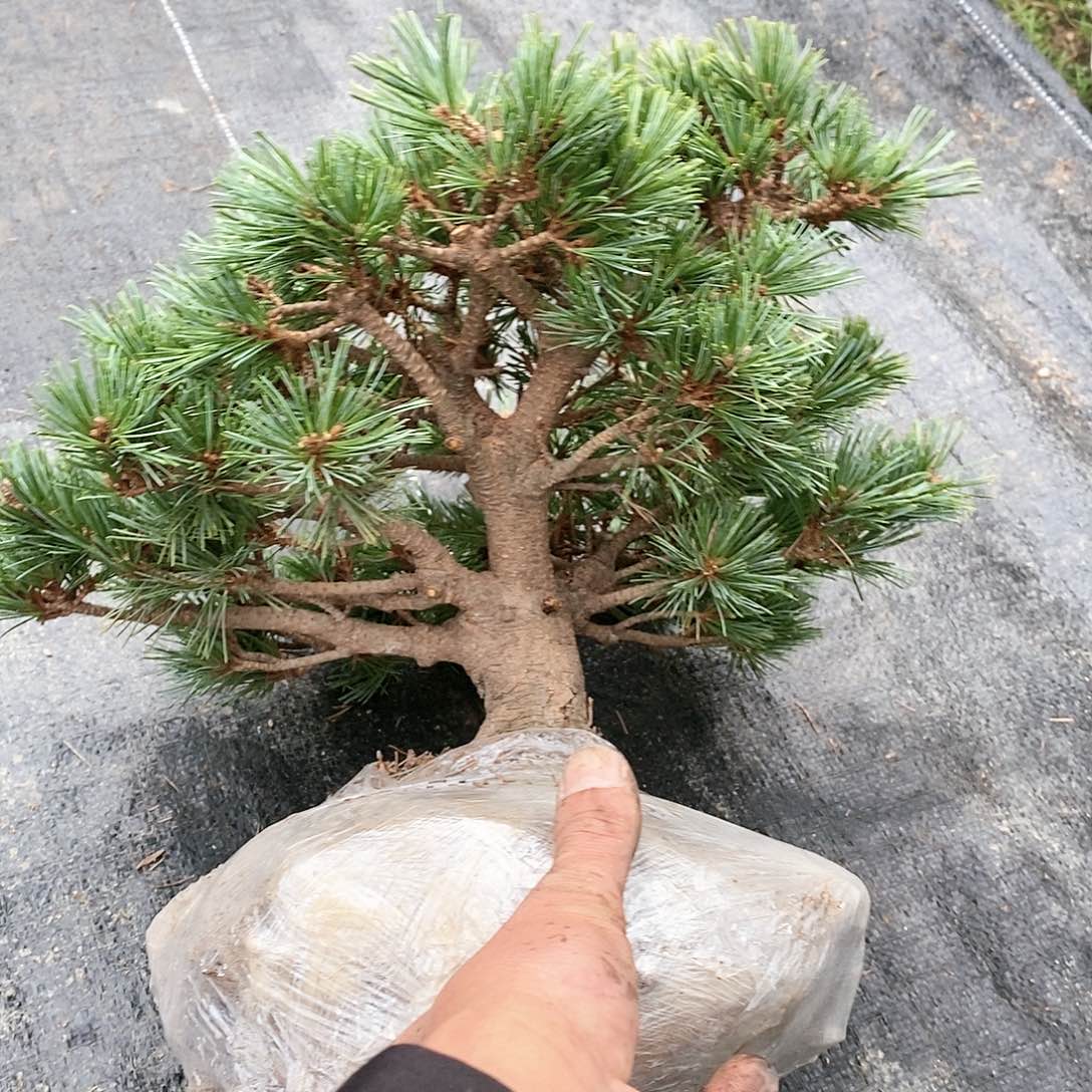 【闪购商品】无花朵