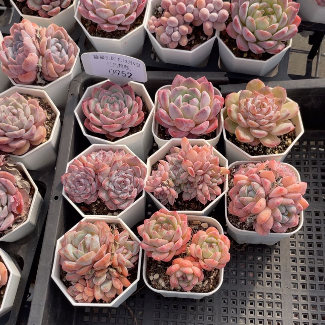 不包整散 盆子不售后0952