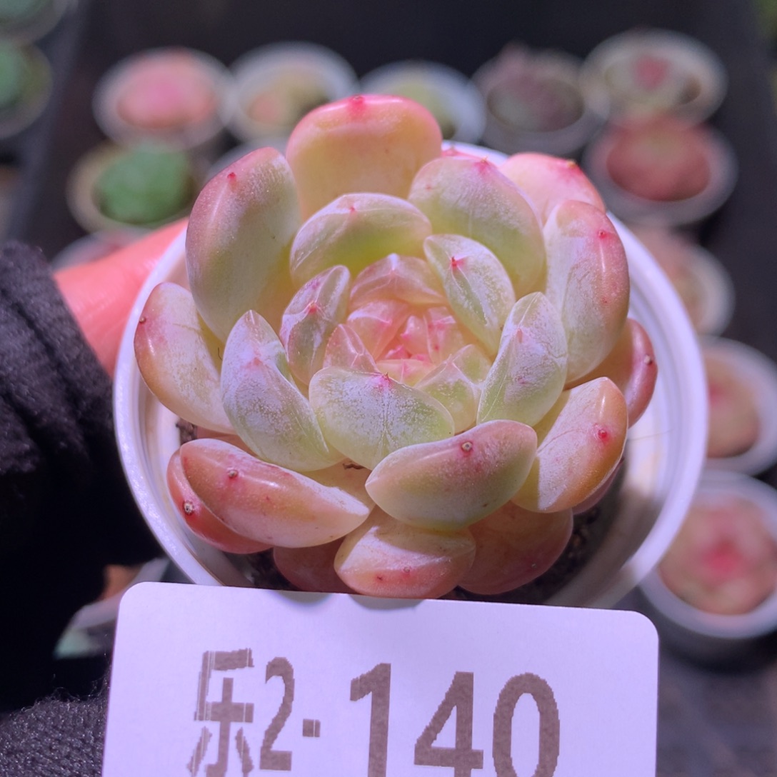 乐然 2-140 白色恋人