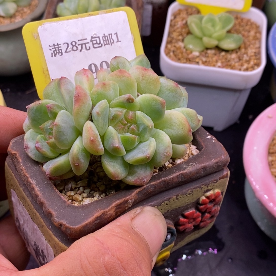 190老桩冰魄三头……