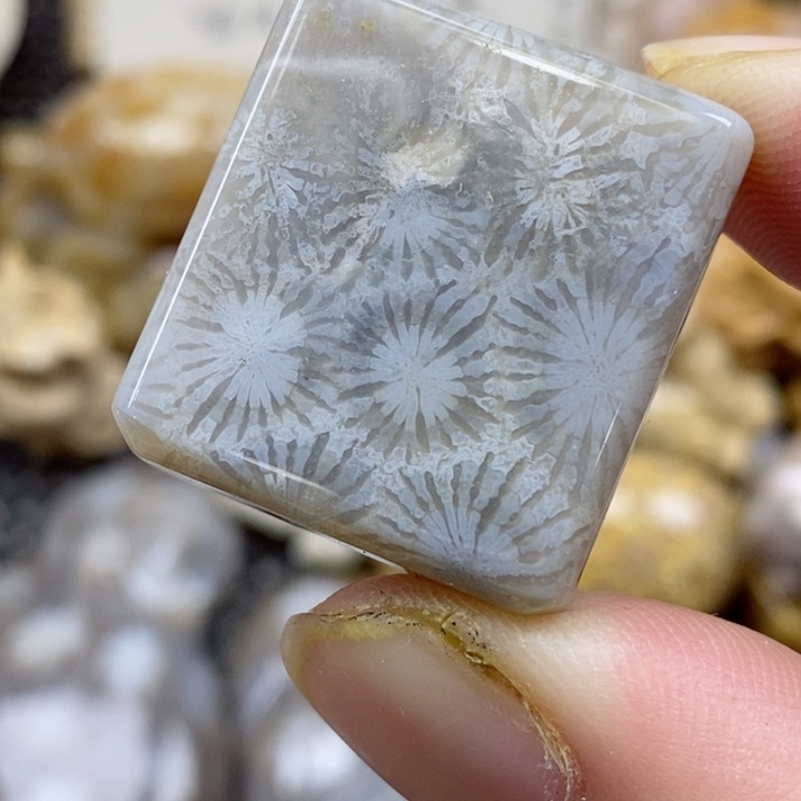 颈饰未镶嵌硅化珊瑚（珊瑚玉）小