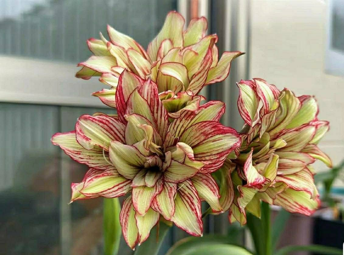 S孤挺花园  三重凤蝶 裸球