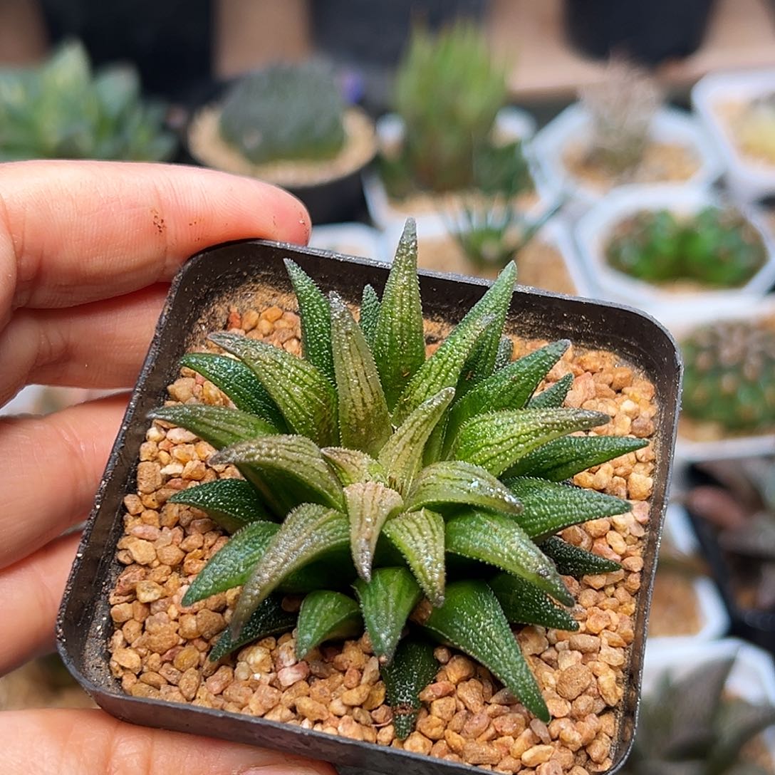 大型群蛟硬叶十二卷一颗